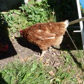 huehner bei gasthof christl