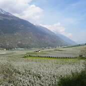 apfelbluete bei latsch vinschgau fruehling