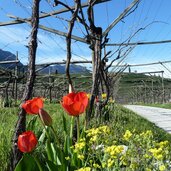 tulpen in st josef am see fruehling