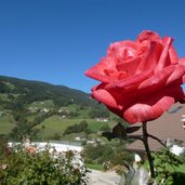 rosen am keschtnweg noerdlich von barbian