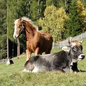 pferd und kuh