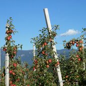 reife apfel aepfel bei partschins