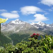 schwefelanemonen dahinter vertainspitze sulden