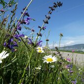 strasse nach eppan gaid blumenwiese