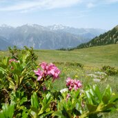 alpenrosen dahinter texelgruppe und alpenhauptkamm