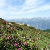 alpenrosen dahinter texelgruppe und alpenhauptkamm