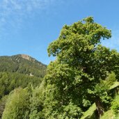 kastanienbaum bei matatz