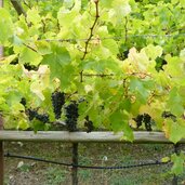 weinberg trauben vinschgau kastelbell