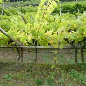 weinberg trauben vinschgau kastelbell