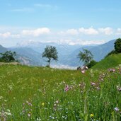 perdonig blumenwiese sicht auf bozen