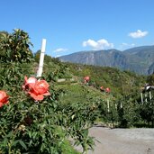 nals weingueter und rosen