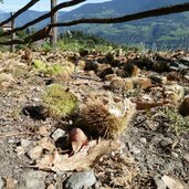 keschtnweg bei toetschling pfeffersberg kastanien am boden