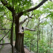 kastanienhain bei tschars galsaun