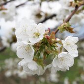Kirschbluete