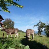 kuehe bei toetschling