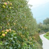 obst aepfel vinschgau tschars apfelanbau