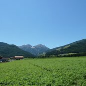 pustertal olang kartoffelanbau pusterer kartoffeln blick richtung dolomiten