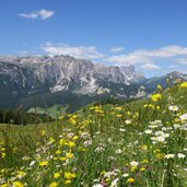 blumenwiesen dahinter gardenaccia