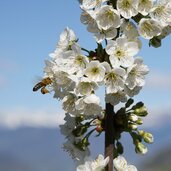 Honig Bluete Biene kirschbluete