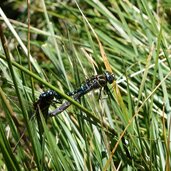 libelle bei lech da iman