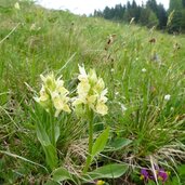 blumenwiese bei malga castrin hofmahdjoch proveis deutschnonsberg