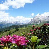 seiser alm alpenrosen