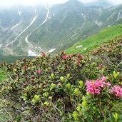 kesselalm proveis alpenrosen