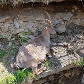 Bunker Mooseum Steinbock