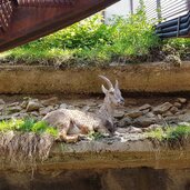 Bunker Mooseum Steinbock