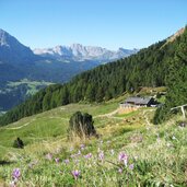 gamsblut huette und wiese mit herbstzeitlosen