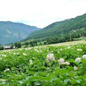 pustertaler kartoffelacker bei bruneck