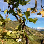 magdalena reblandschaft bozen rosengarten herbst