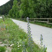 radweg pustertal bei pflaurenz