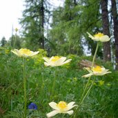 aldein almen anemonen