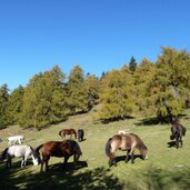 laerchenwiesen am salten herbst pferde