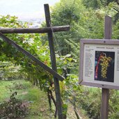 kurtatsch weinlehrpfad tafel goldmuskateller