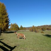 laerchenwiesen am salten herbst haflinger