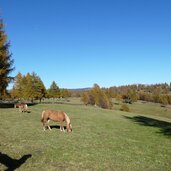 laerchenwiesen am salten herbst haflinger pferde