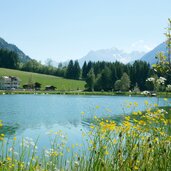 Muehlwald Muehlwalder See hahnenfuss