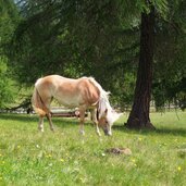 jenesien moelten haflinger pferde