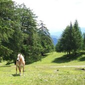 jenesien moelten haflinger pferde