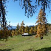 laerchenwiesen am salten herbst