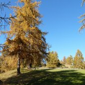 laerchenwiesen am salten herbst