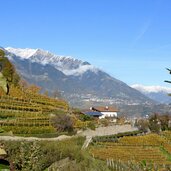 herbst weinberge suedlich von marling