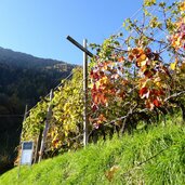 gefaerbte weinreben im herbst foliage bei heidenhof tscherms