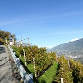 herbst weinbaugebiet tscherms lebenberg aussichten meranerland