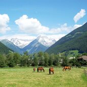 blick ins hintere ahrntal pferde bei sand in taufers