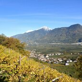 herbst weinreben tscherms blick richtung ifinger