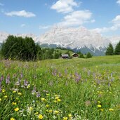 wiesen am weg zum piz sorega dahinter fanesgruppe