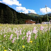 seiser alm saltria blumenwiesen fruehling